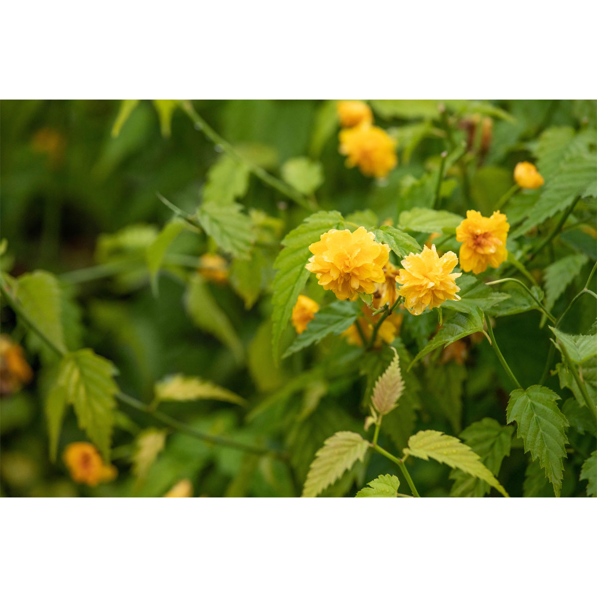 Plantiflor Gefüllter Ranunkelstrauch Topf Durchmesser 19 cm