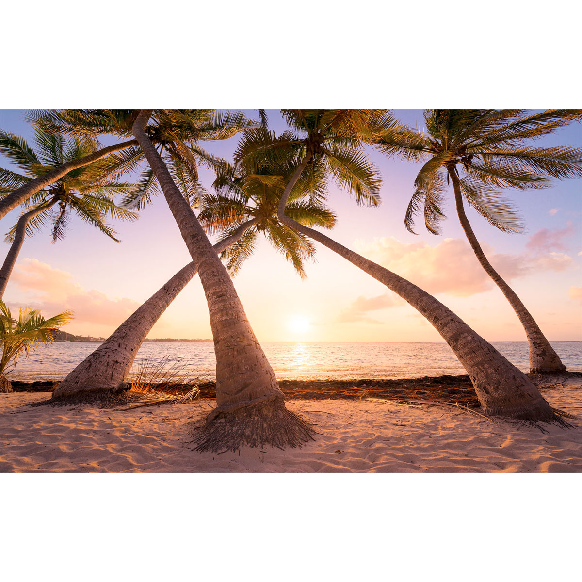 Komar  Vlies Fototapete Reaching the Sun 400x250 cm Bild 2