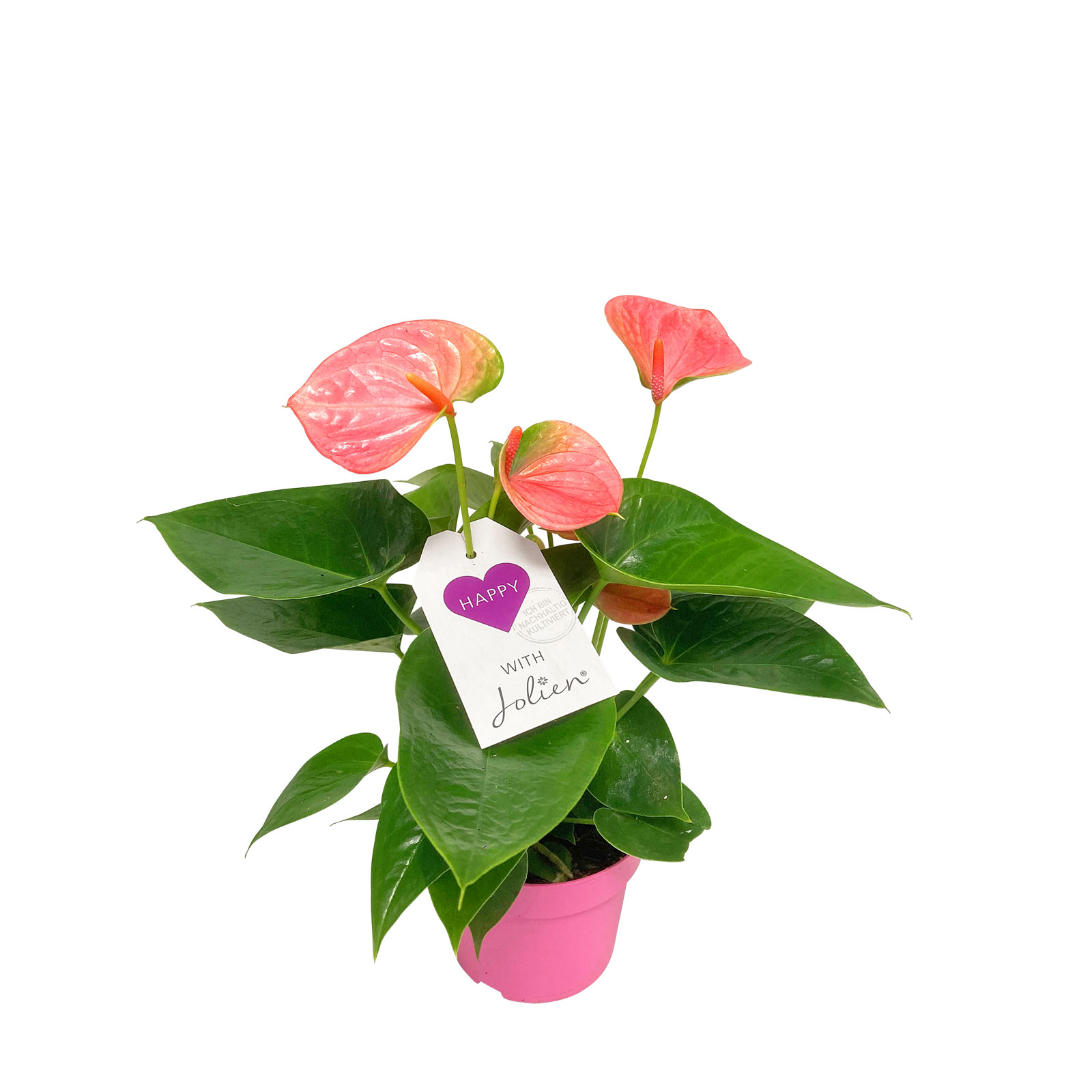 Plantiflor  Flamingoblume Ton in Ton Topf- Durchmesser 10,5 cm