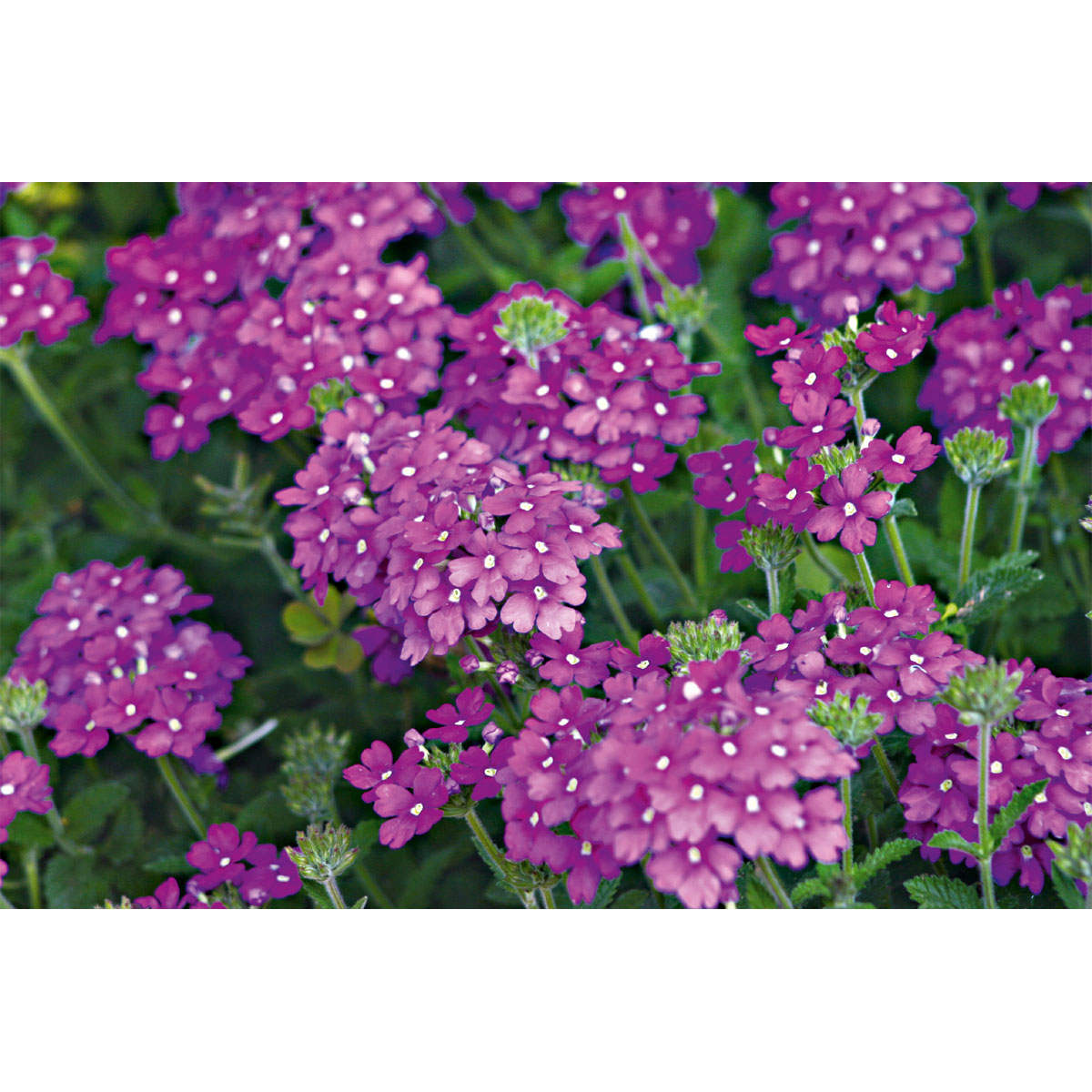 Plantiflor  Verbene Temari weiß und rosa/rot T10,5 Bild 7