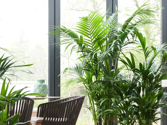 frischgrüne Zimmerpflanzen