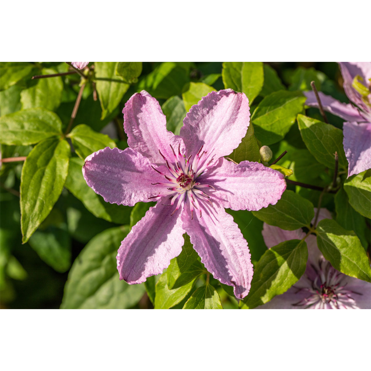Plantiflor Großblumige Waldrebe Hagley Hybrid Topf Durchmesser 17 cm