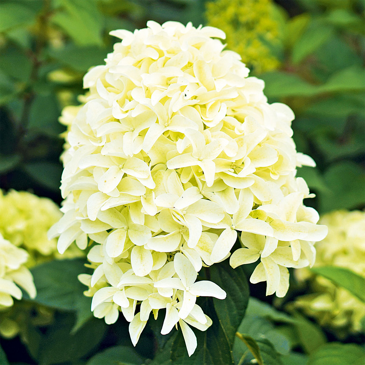 Rispenhortensie Living Creations Topf Durchmesser 23 cm