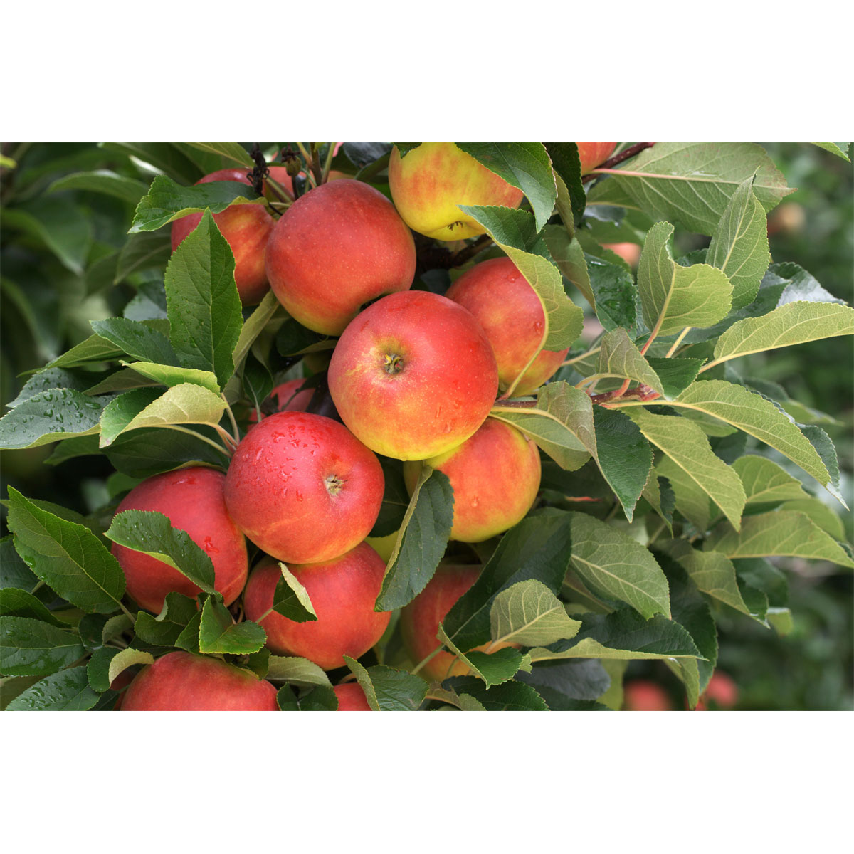 Plantiflor Herbstapfel Elstar Busch Topf Durchmesser 28 cm Bild 1