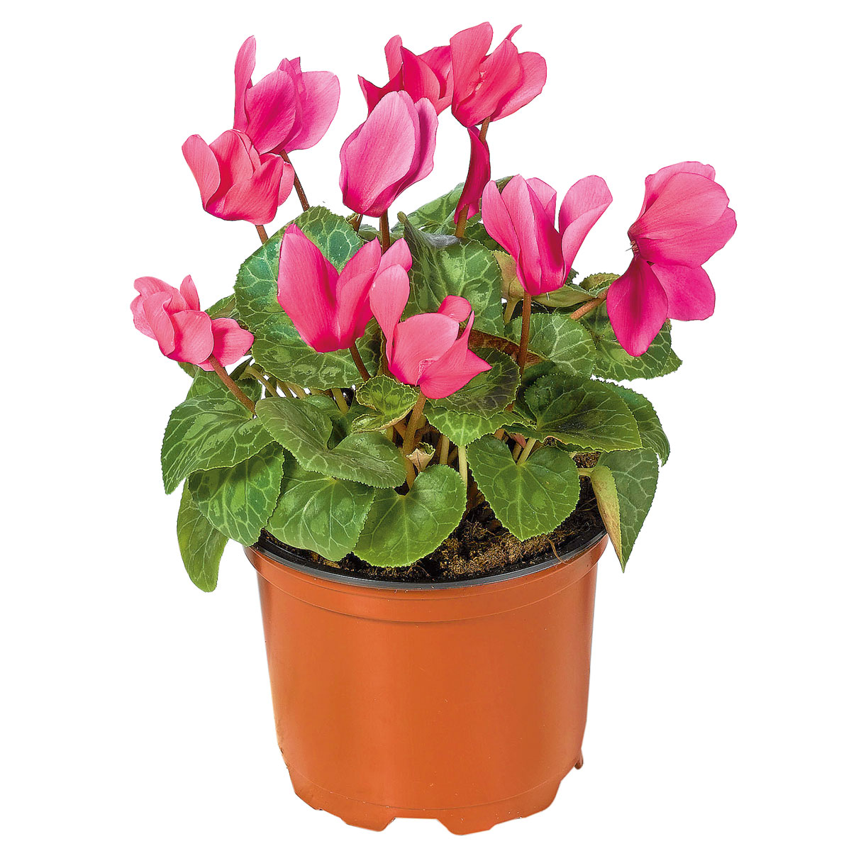 Plantiflor  Alpenveilchen Topf Durchmesser 10,5 cm Bild 2