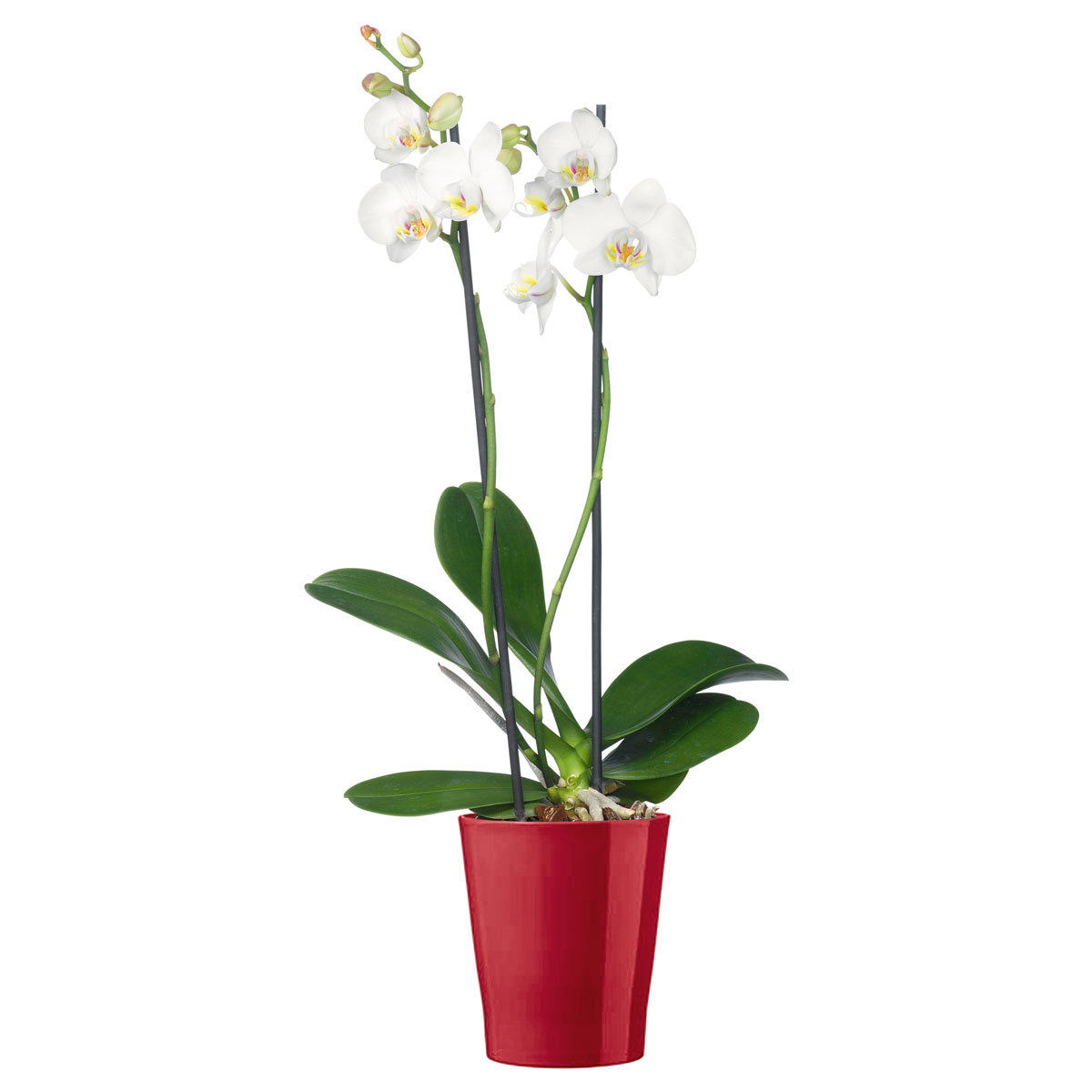 Plantiflor Schmetterlingsorchidee Topf Durchmesser 12 cm Bild 1