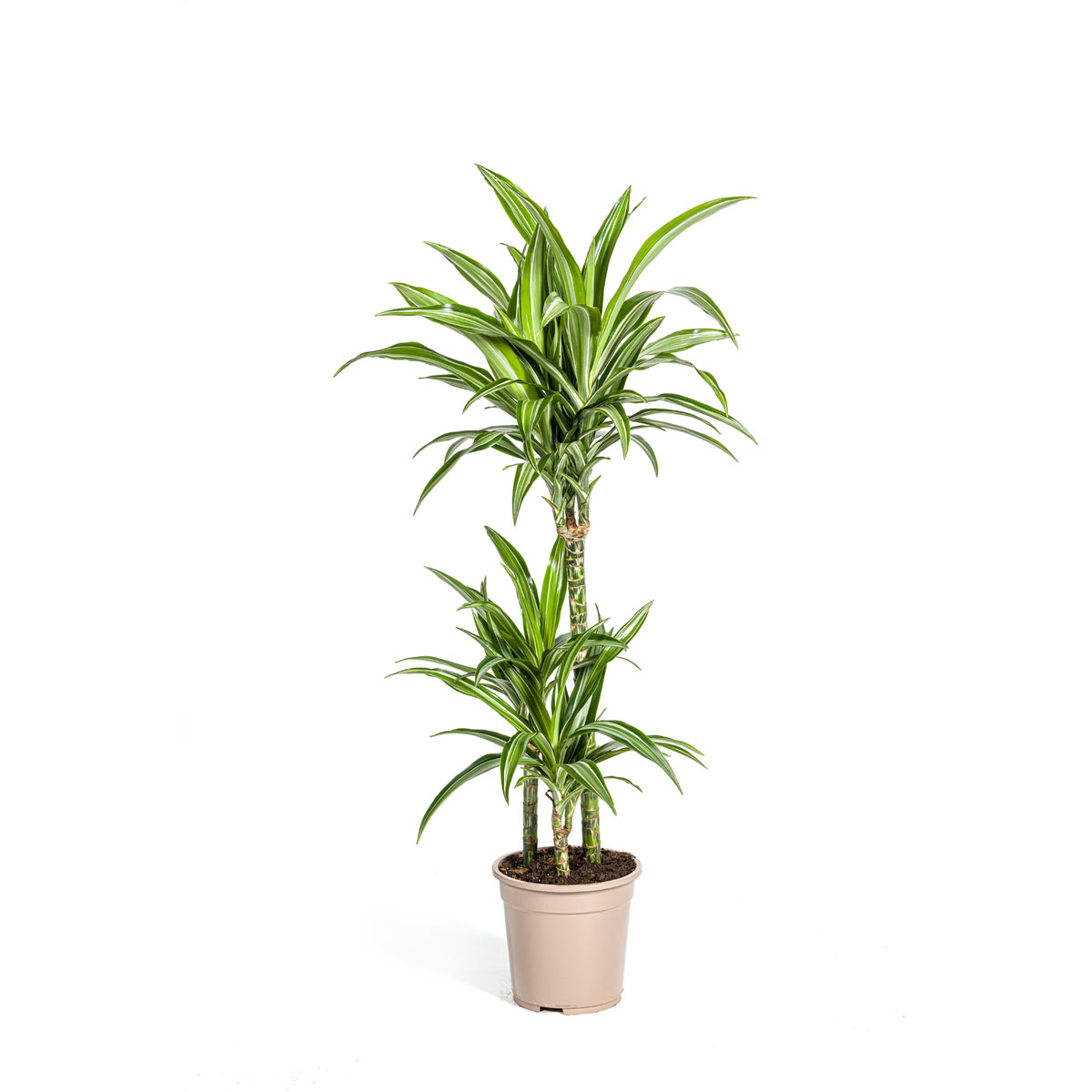 Duftender Drachenbaum „White Stripe“, Topf Ø 21 cm Bild 1