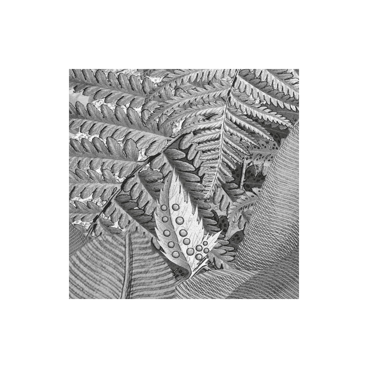 Komar  Vlies Fototapete Amazonia Black & White 400x250 cm Bild 8
