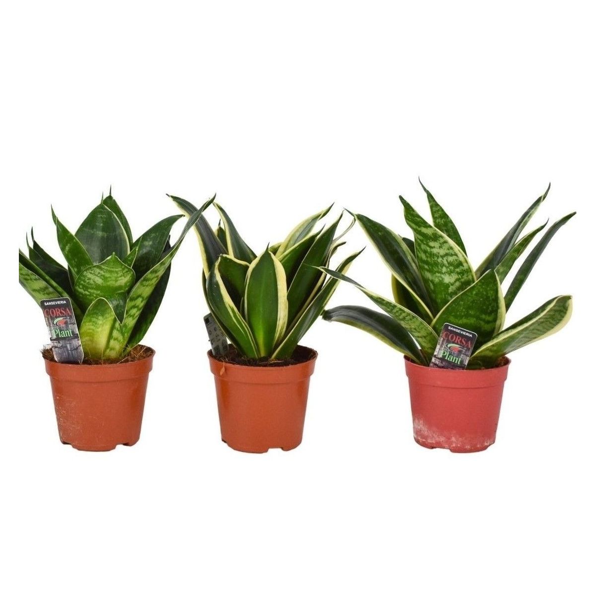 Plantiflor Bogenhanf Sansevieria hahnii Mix, Topf-Durchmesser 8 cm