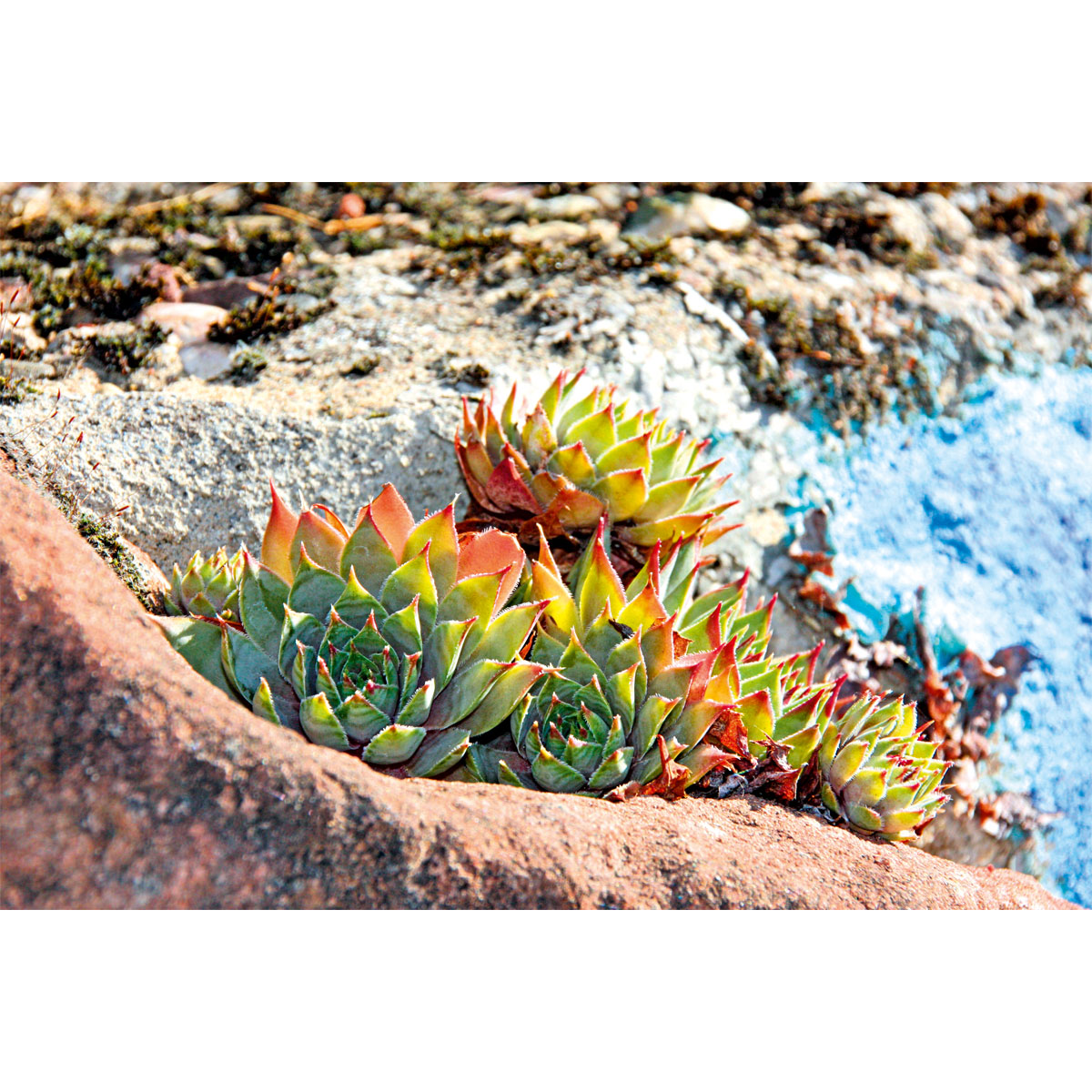 Plantiflor  Hauswurz Topf-Ø 10,5 cm Bild 3