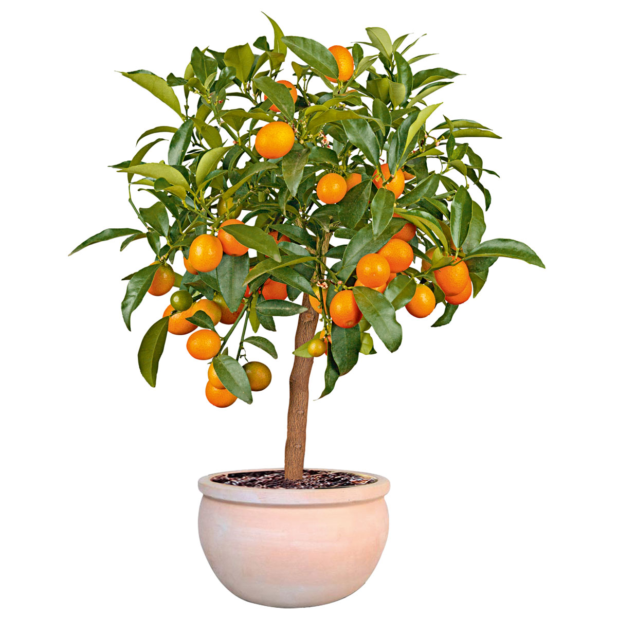 Haveson Pflanztopf Bavaria Durchmesser 50 cm Bild 3