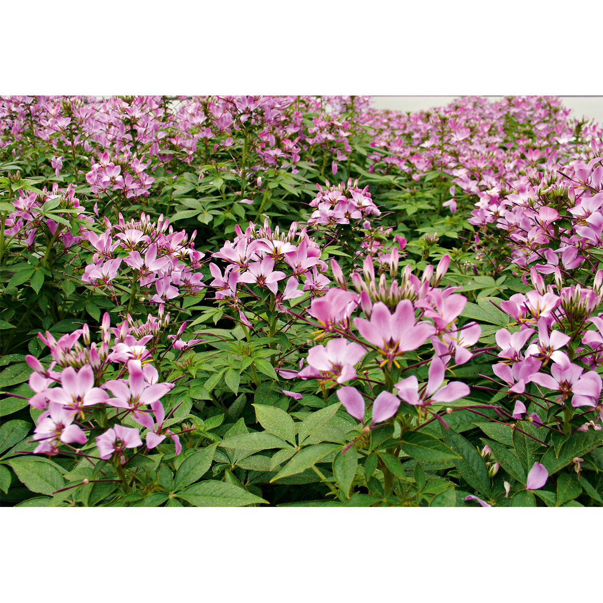 Plantiflor  Cleome Topf Durchmesser 12 cm