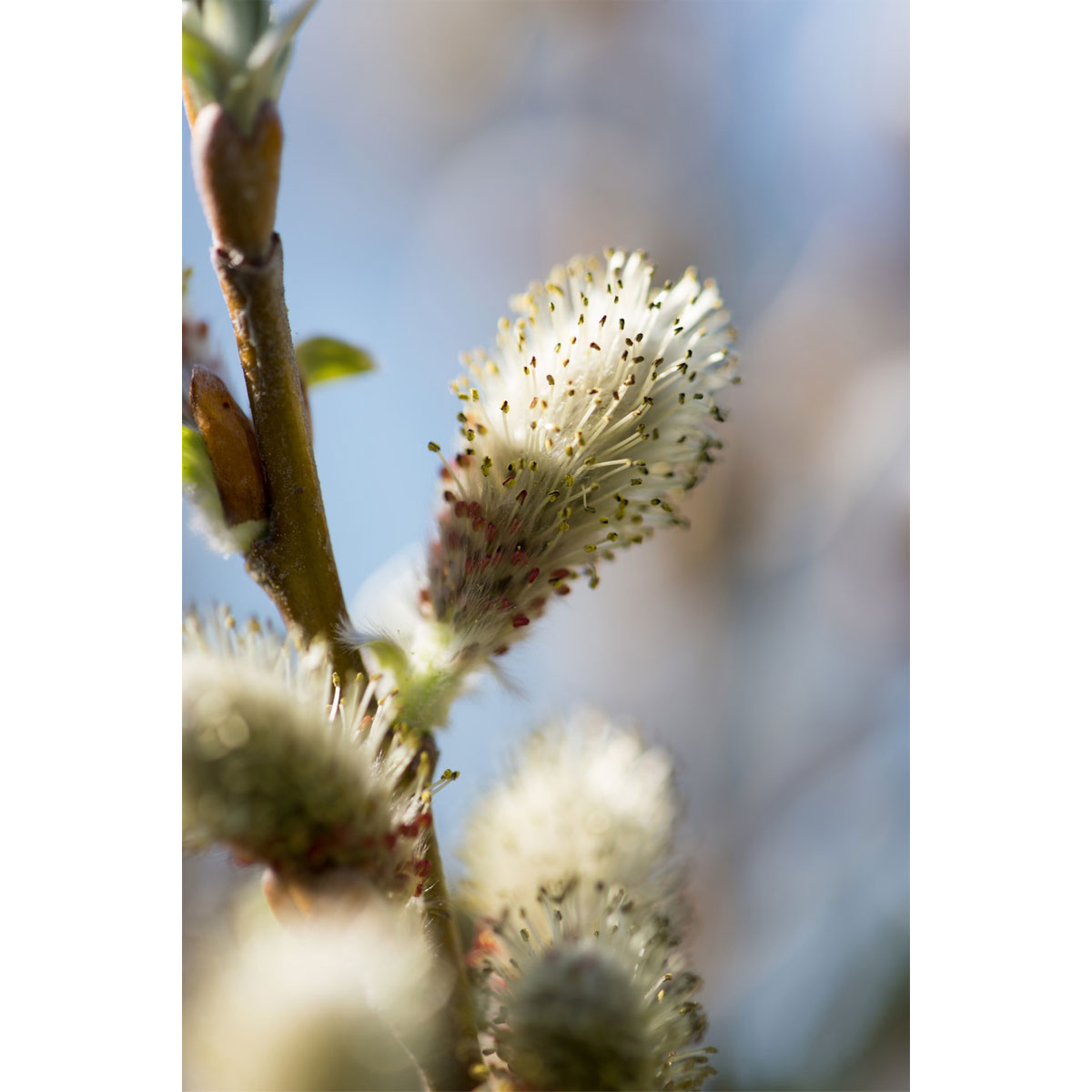 Plantiflor Hängekätzchenweide Topf Durchmesser 17 cm Bild 3