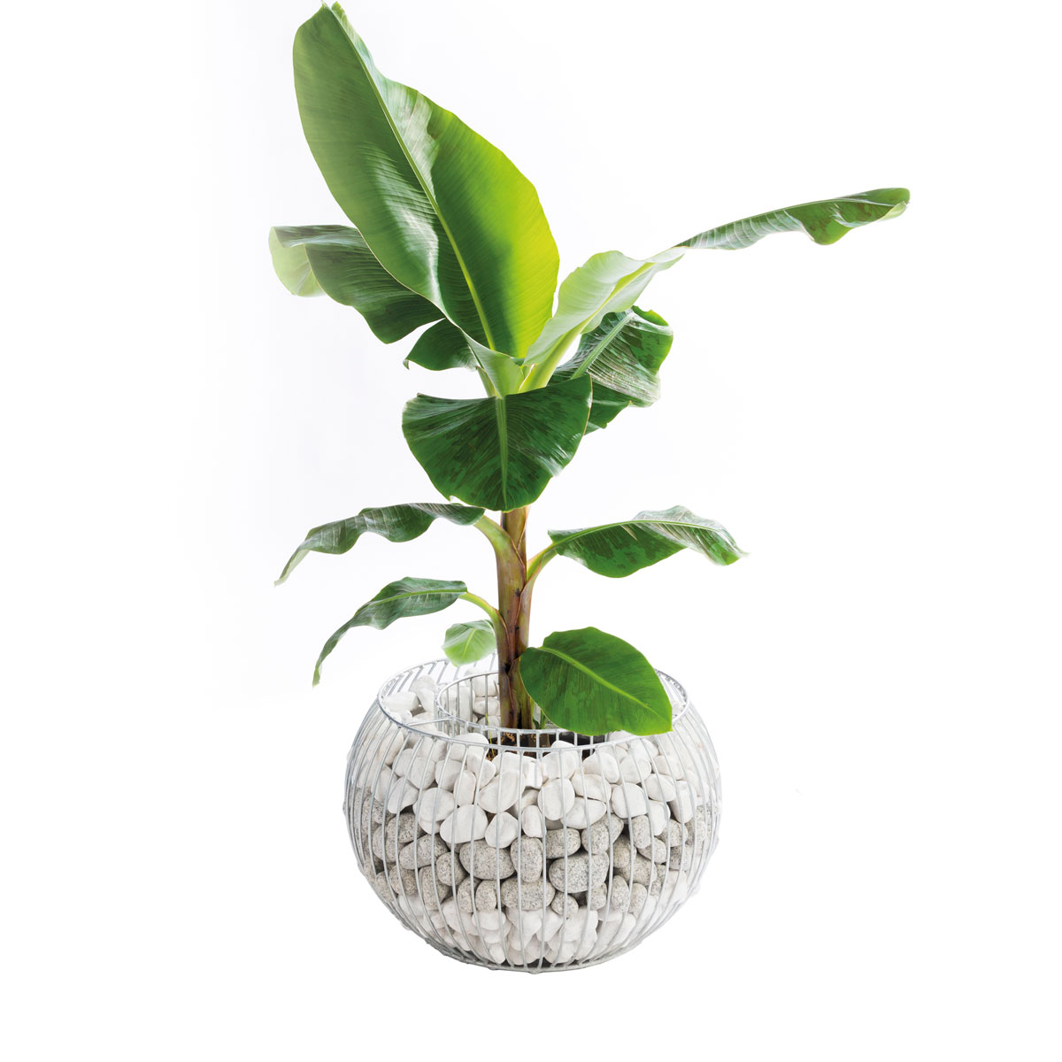 Wilk Gabionen-Pflanzgefäß Olympia L Bild 4