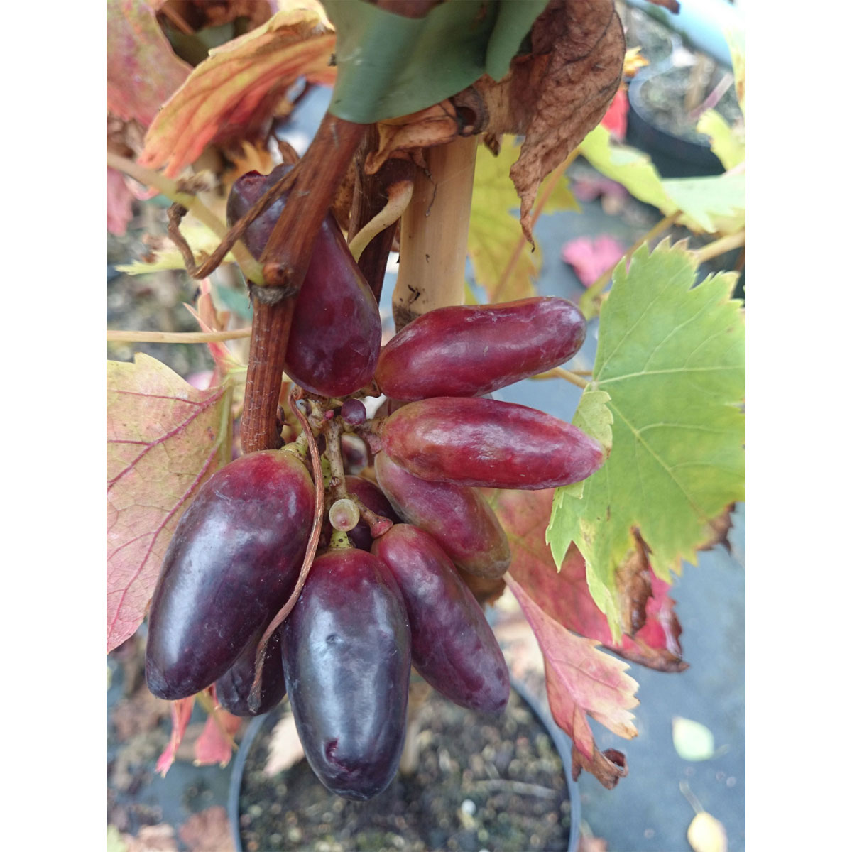 Weinrebe Souvenir blau