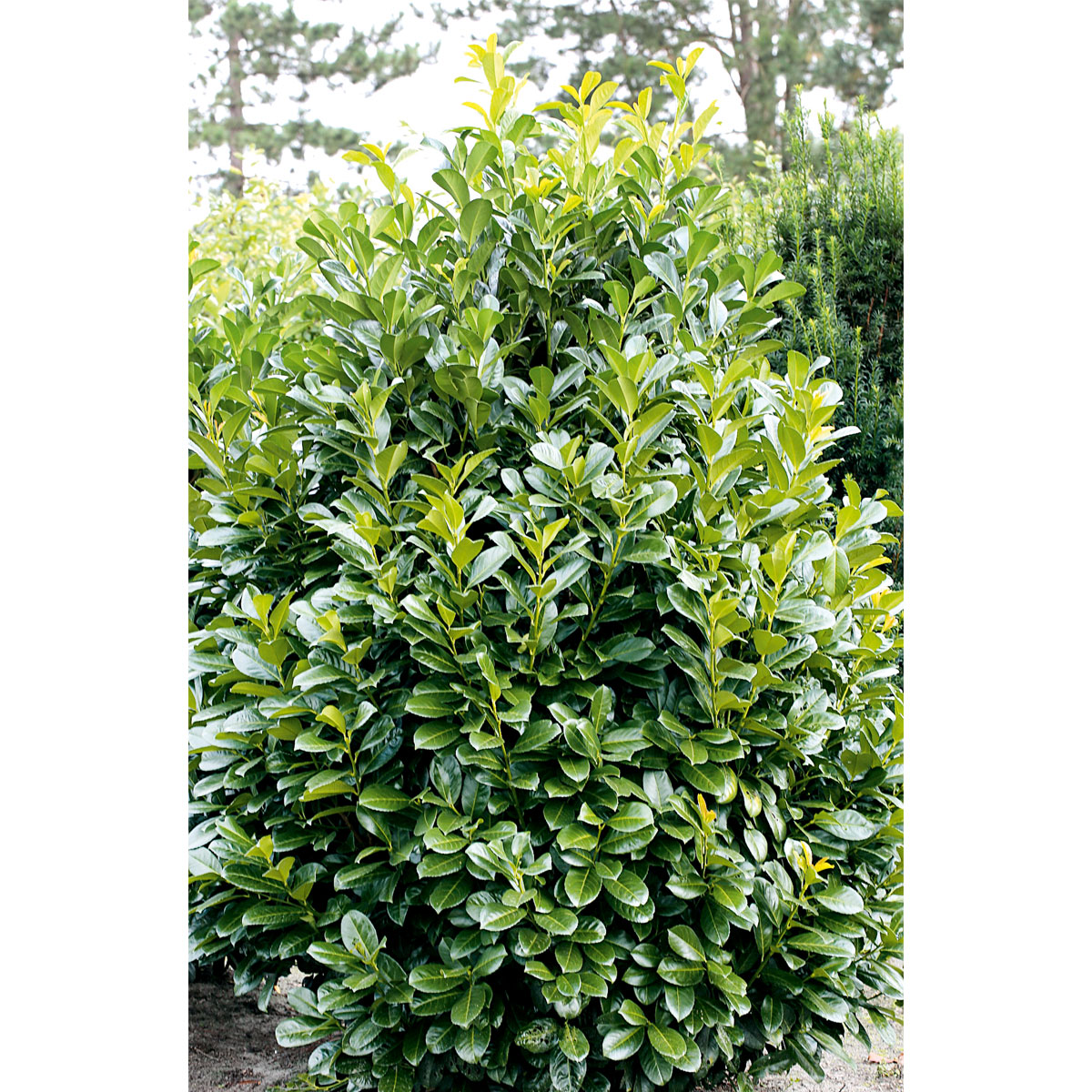 Plantiflor  Kirschlorbeer Greenpeace 60-80 cm Bild 2