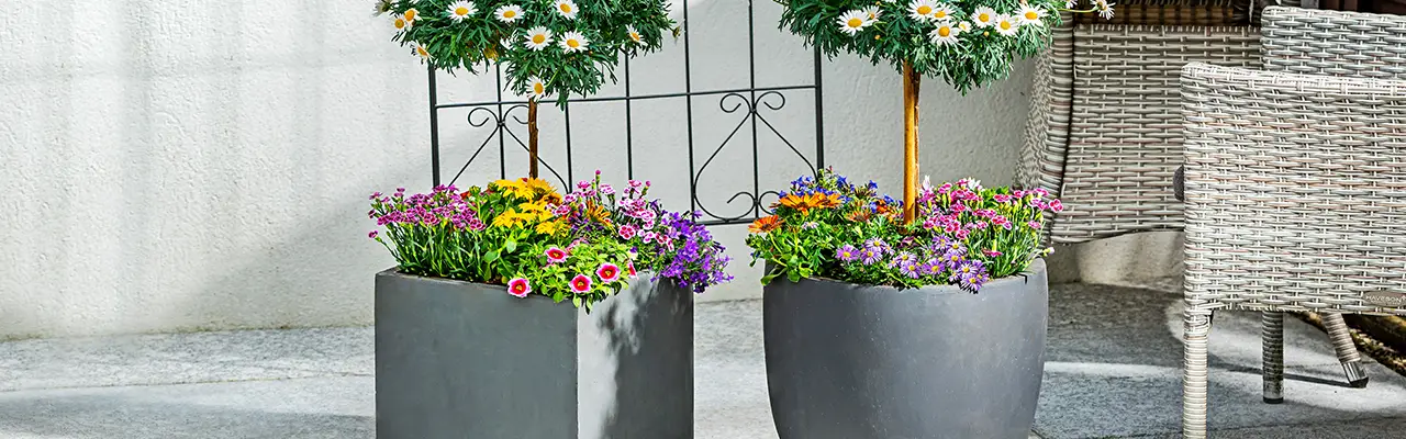 Zwei Blumentöpfe mit bunten Blumen und Bäumchen stehen auf einer Terrasse vor einer Mauer.