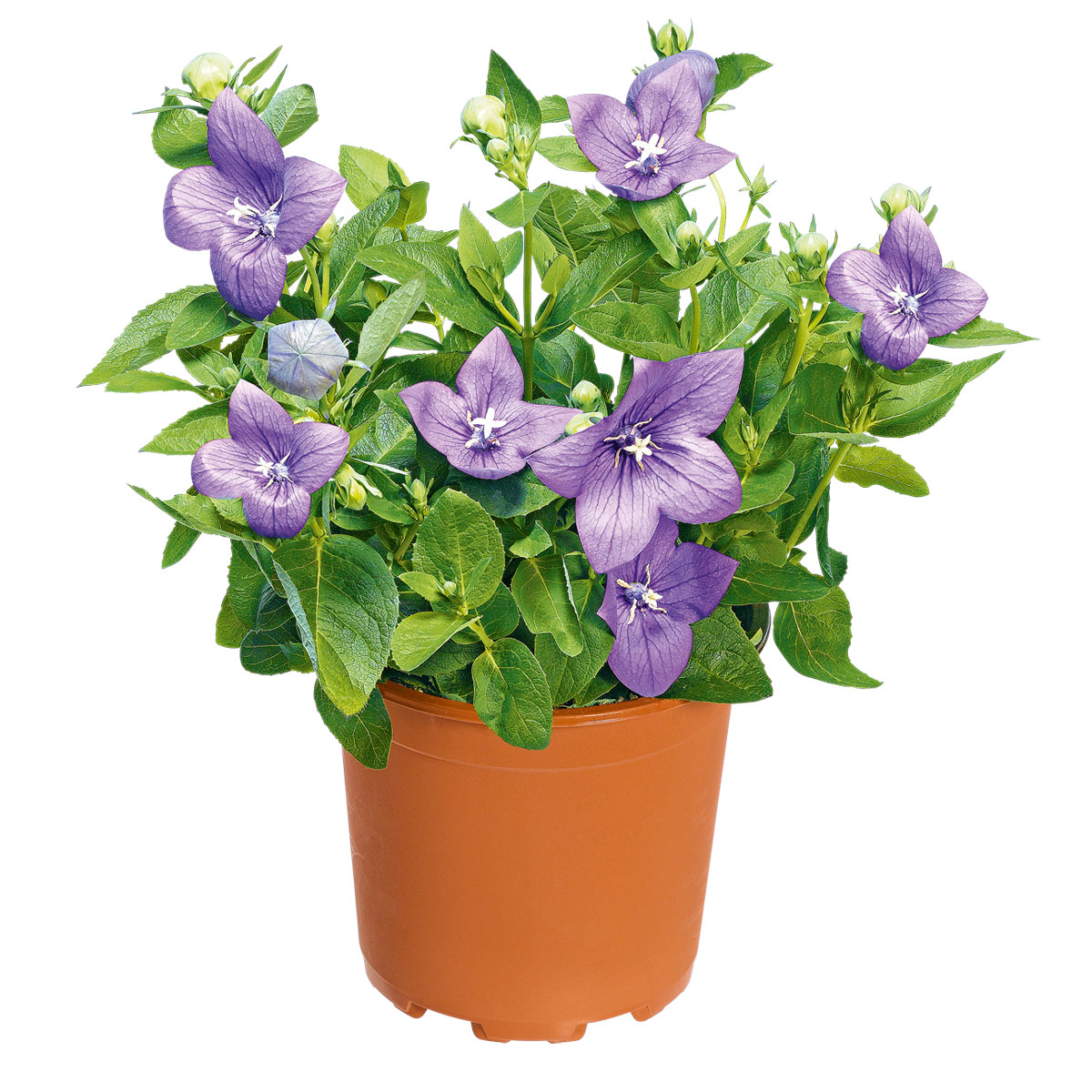 Plantiflor  Ballonblume Ton in Ton Topf- Durchmesser 12 cm Bild 1