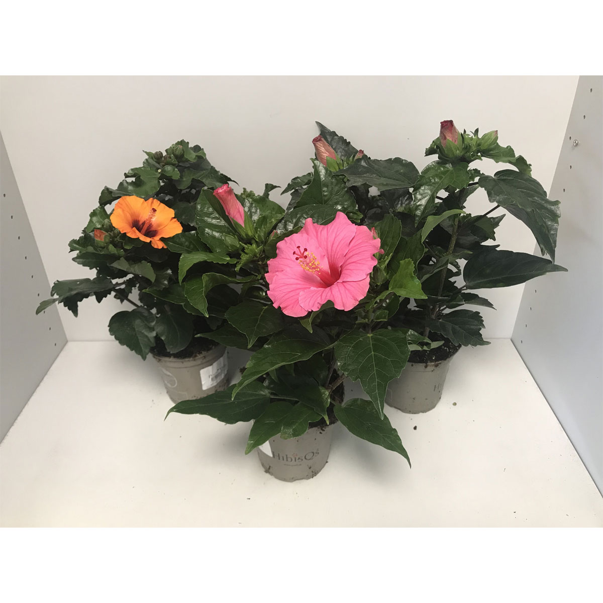 Plantiflor  Hibiskus Longlife verschiedene Farben T13