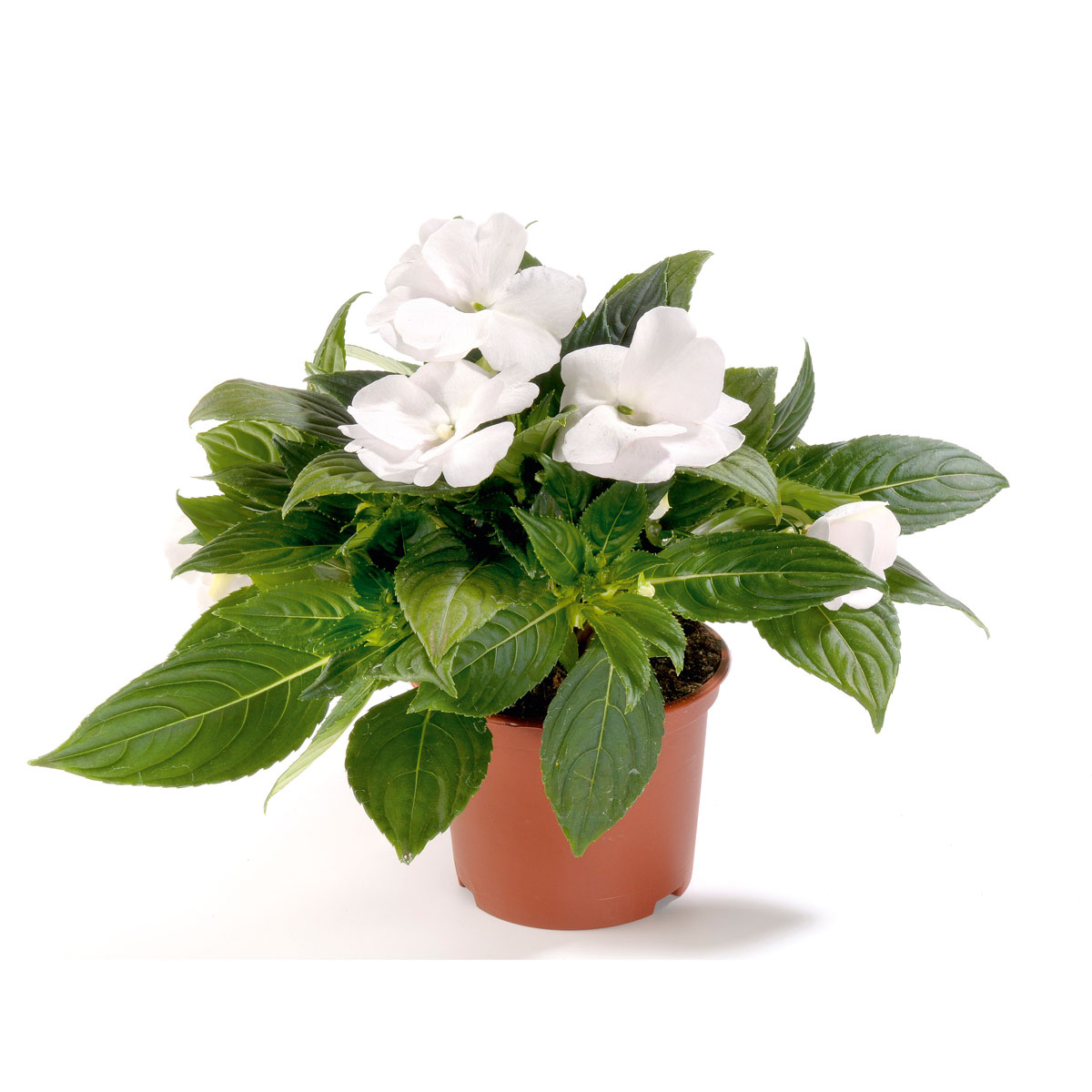 Plantiflor  Edellieschen T12 versch Farben Bild 5