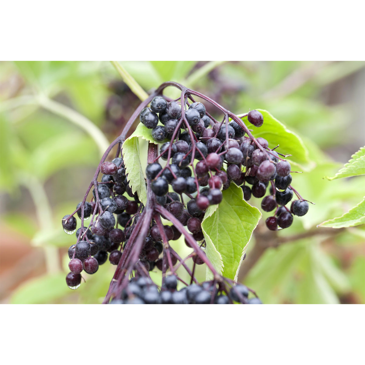 Plantiflor Großfrüchtige Fliederbeere Haschberg Wilde Küche Topf Durchmesser 23 cm