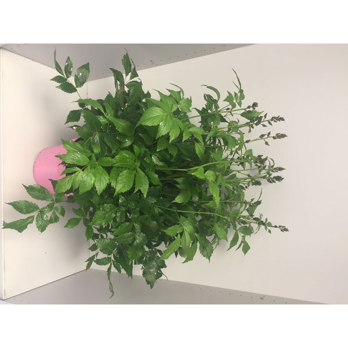 Plantiflor  Prachtspieren Atilbe 4 L