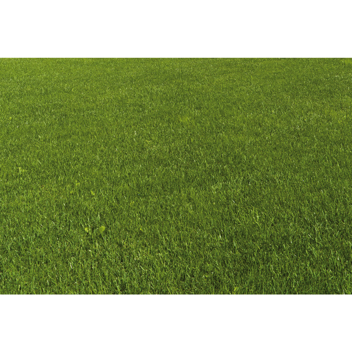 Best Direct Rasensamen „Avant Grazz“, 1 kg Bild 4