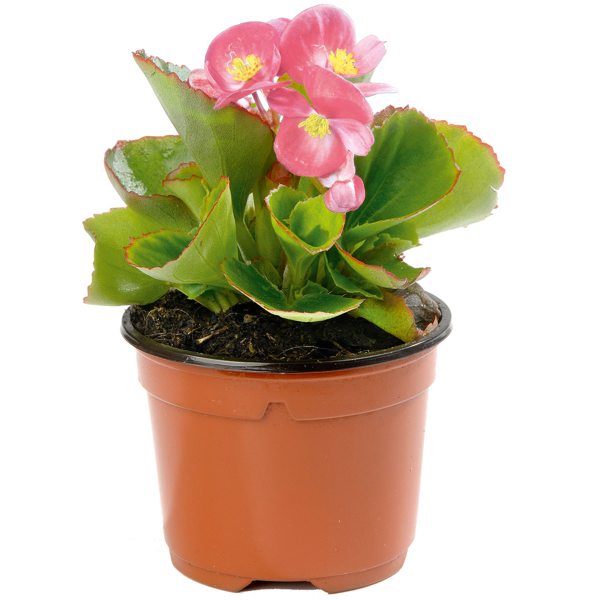 Plantiflor  Eisbegonie Topf Durchmesser 10,5 cm