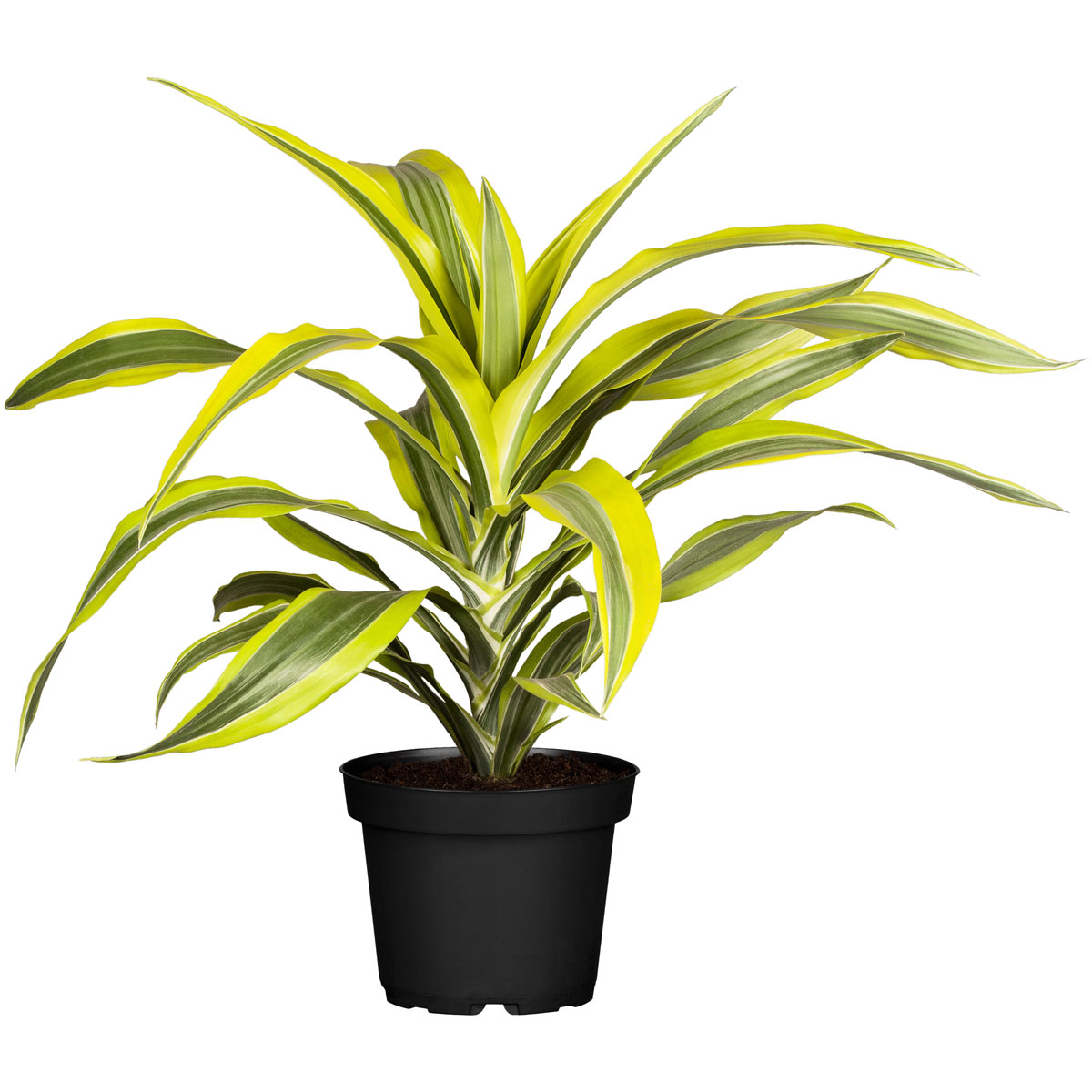 Drachenbaum Topf- Durchmesser 17 cm Bild 1