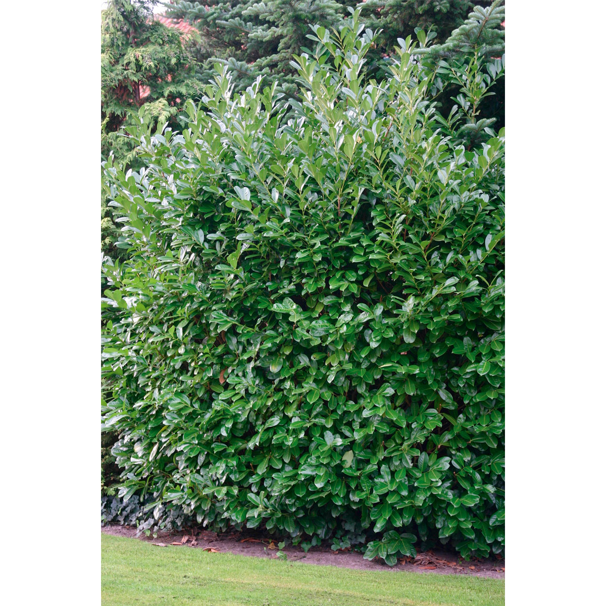 Plantiflor  Kirschlorbeer Novita 80-100 cm Bild 2