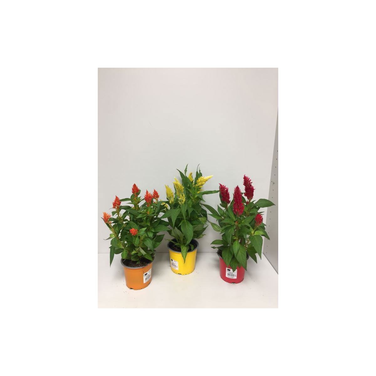 Plantiflor  Celosie Kelos verschiedene Farben T12