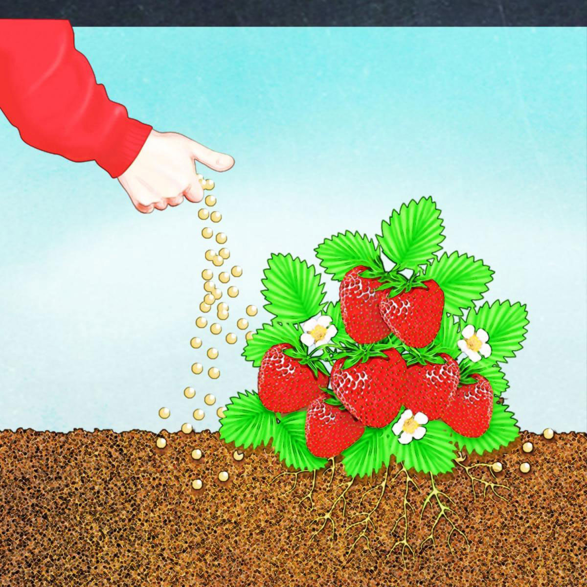 Compo BIO Beeren Langzeit-Dünger mit Schafwolle 2 L Bild 3