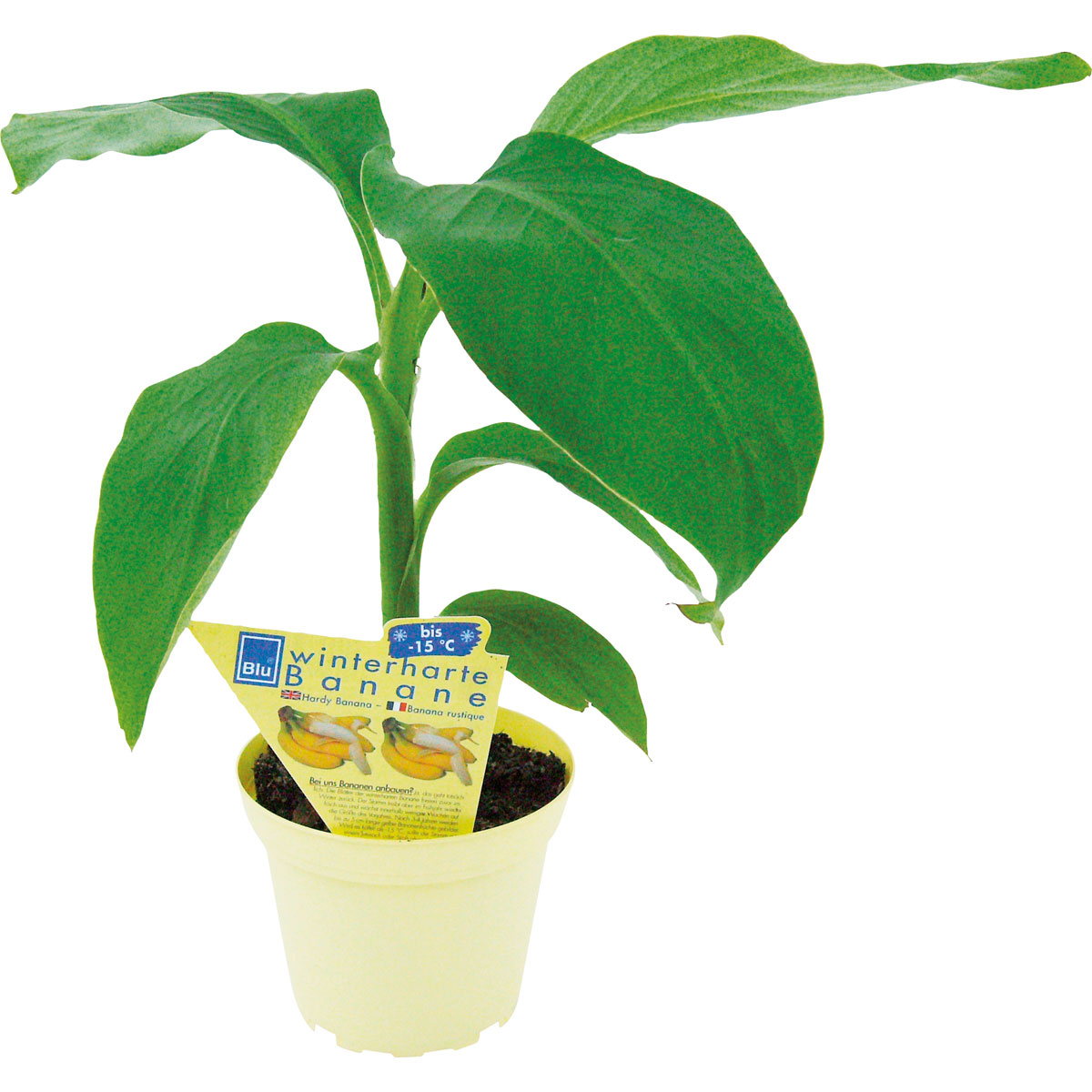 Plantiflor  BIO Banane T12