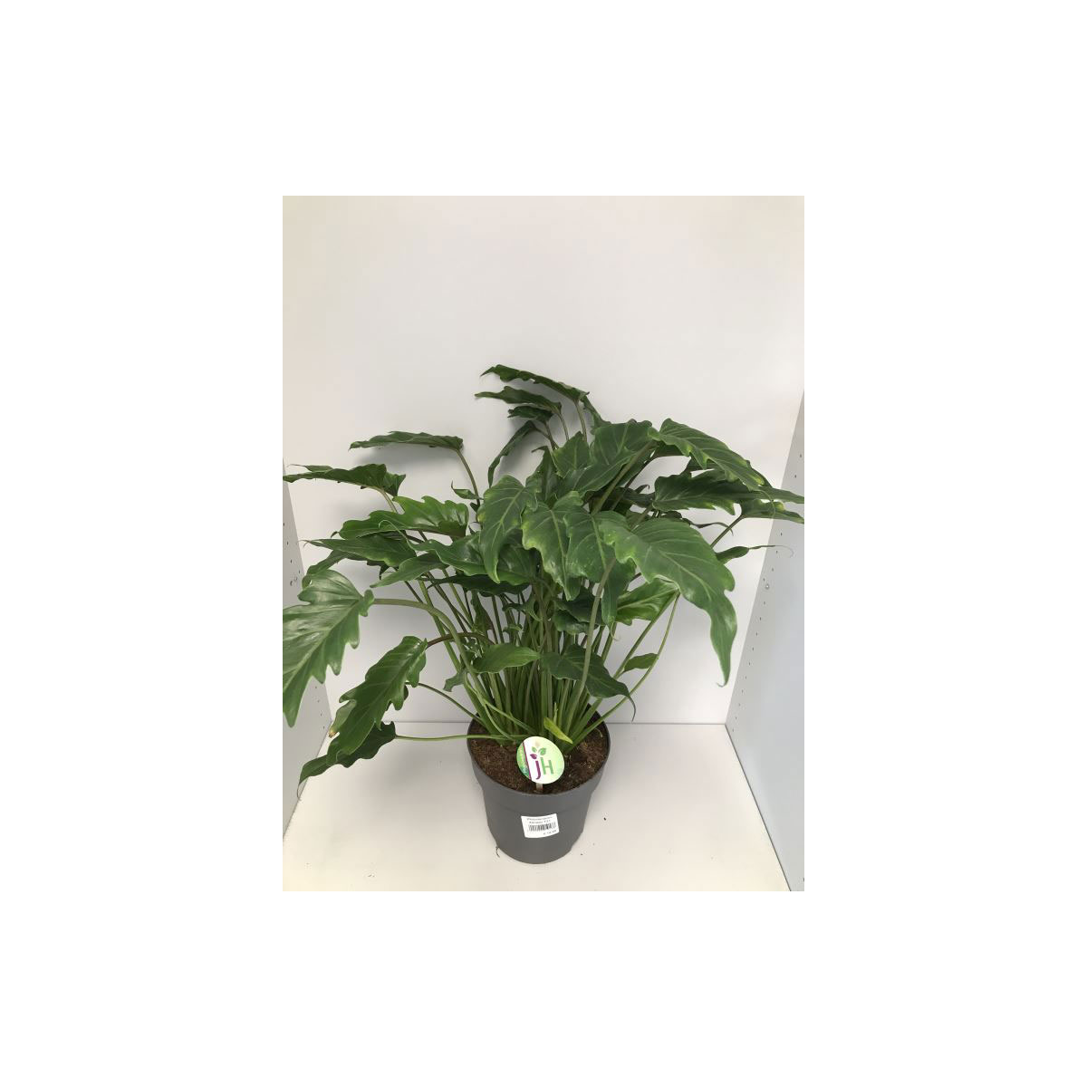 Plantiflor  Philodendron Xanadu 65-75 cm T21