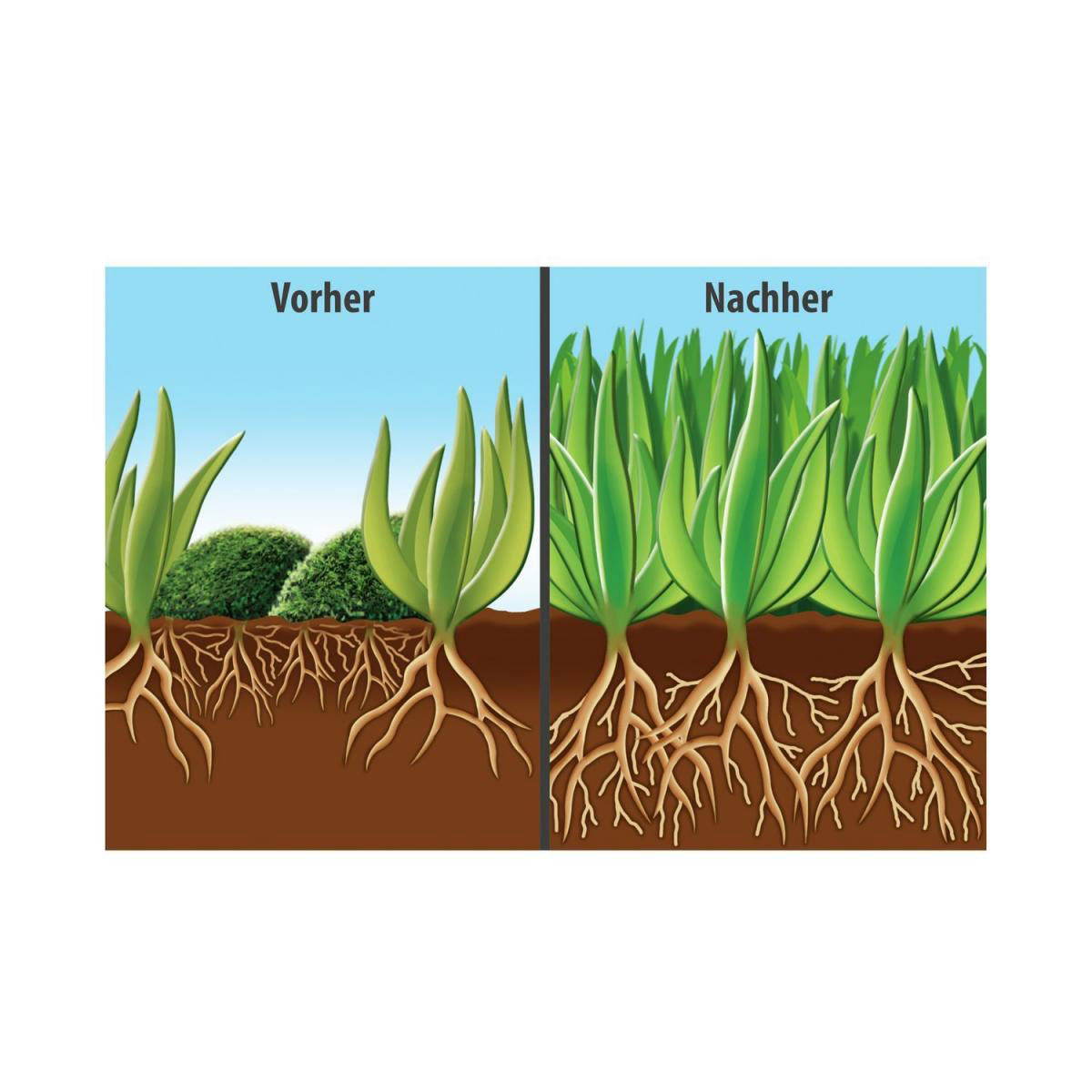 Compo FLORANID Rasendünger mit Moosvernichter für 100 m² 3 L Bild 2