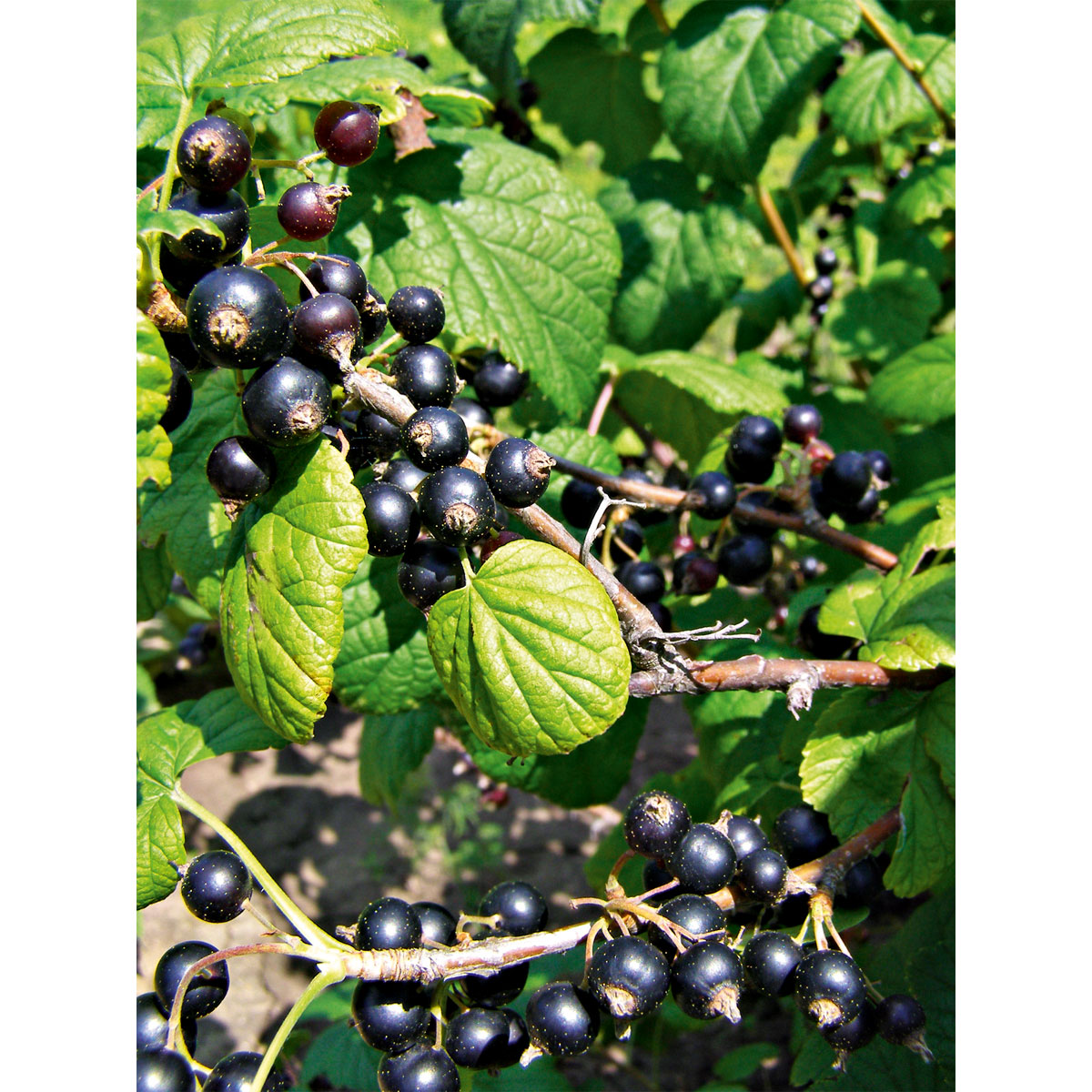 Plantiflor  Johannisbeerstrauch schwarz Topf Durchmesser 17 cm Bild 1
