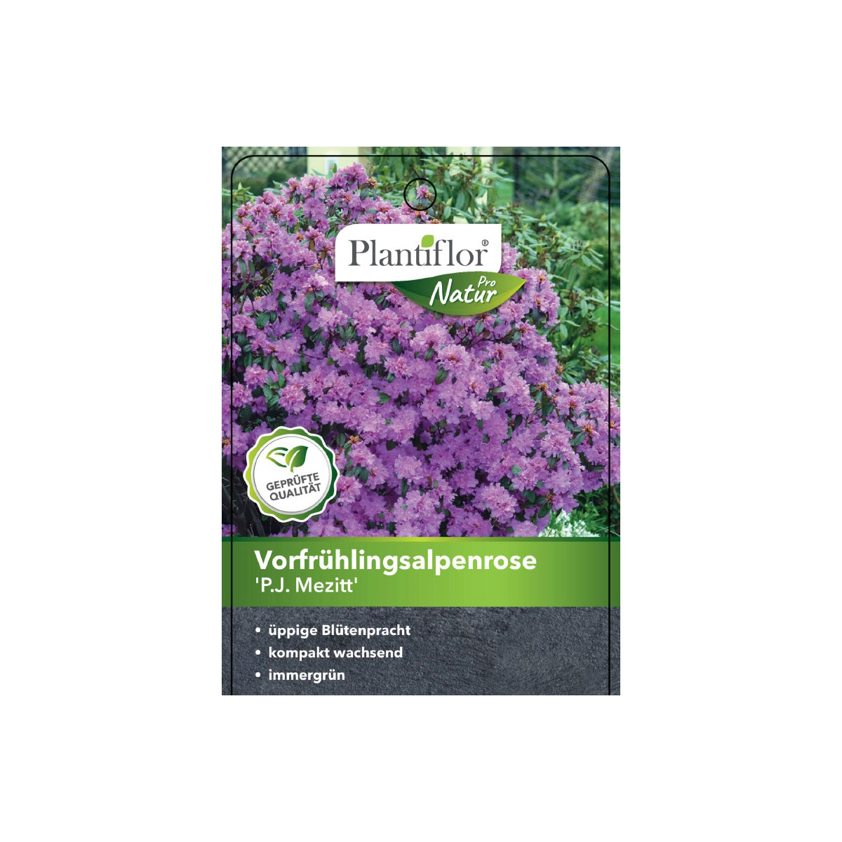 Plantiflor Vorfrühlingsalpenrose P.J Mezitt Topf Durchmesser 23 cm