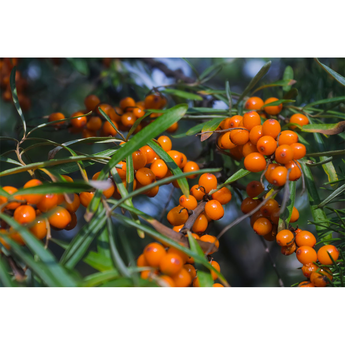 Plantiflor Sanddorn Vitaminhochzeit Wilde Küche Topf Durchmesser 23 cm
