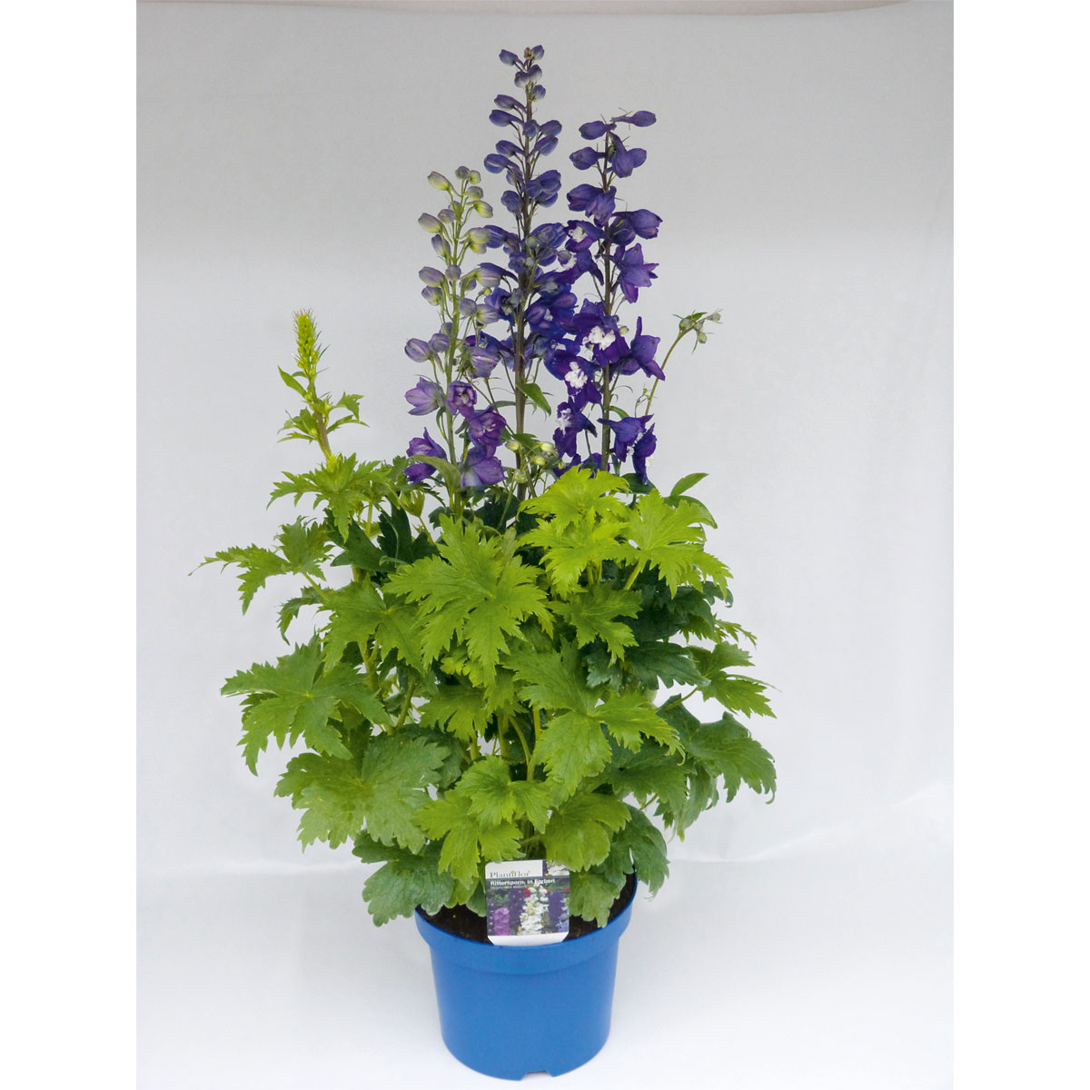 Plantiflor  Staude P19 verschiedene Sorten