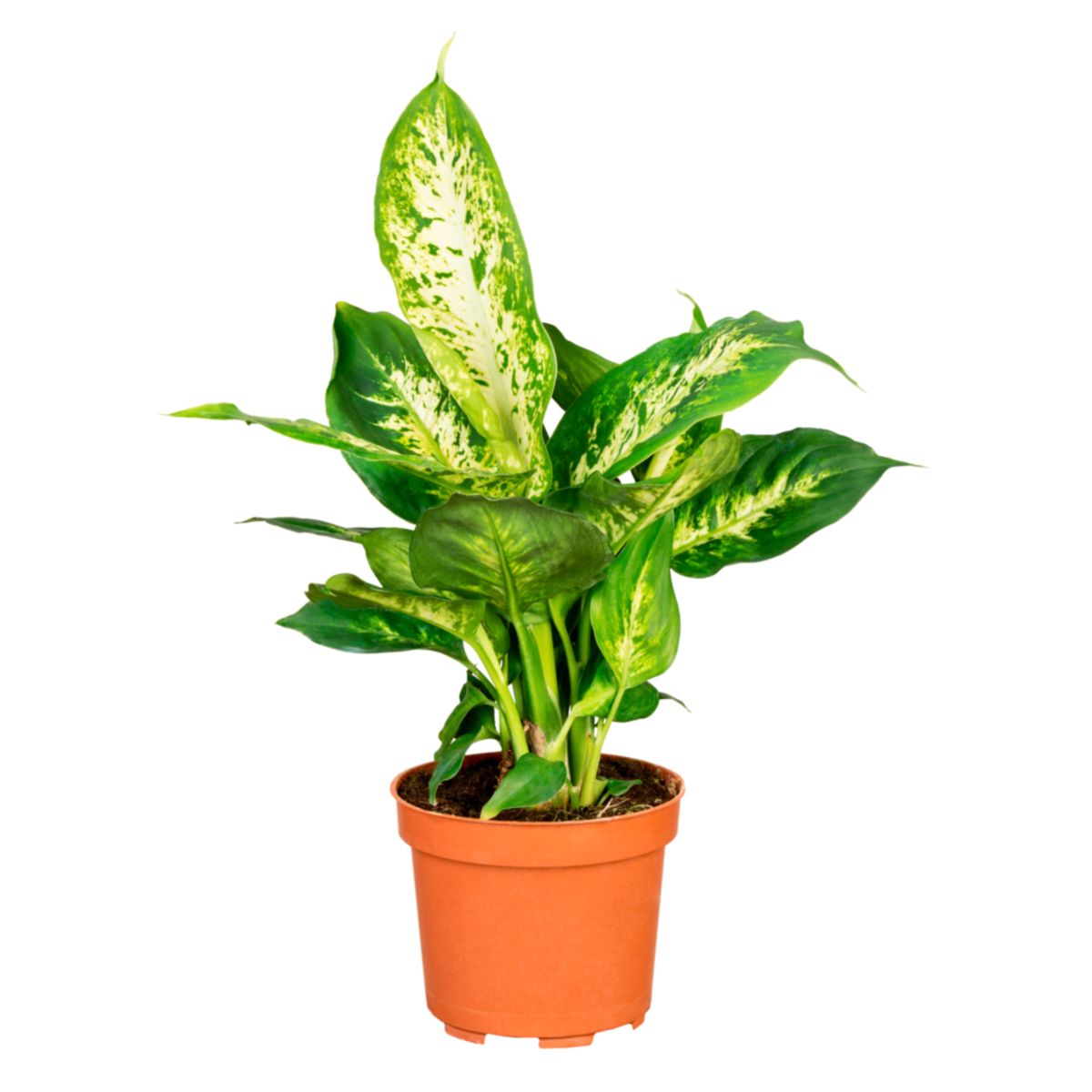 Plantiflor Dieffenbachie Compacta 35 cm T12