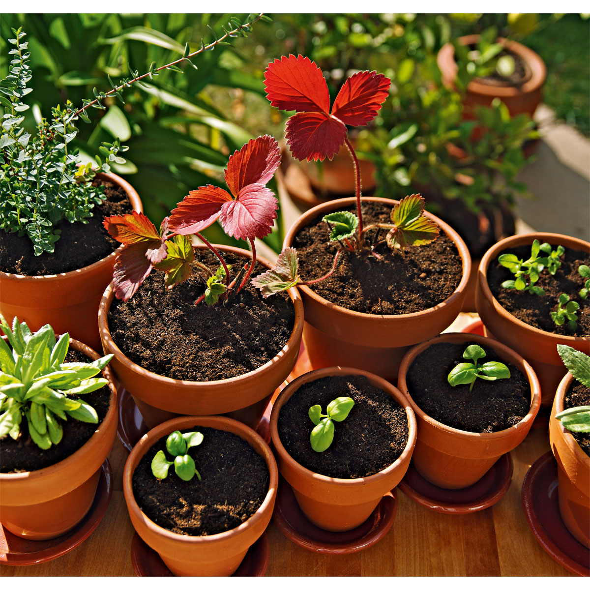 Compo Qualitäts-Blumenerde 50 L Bild 2