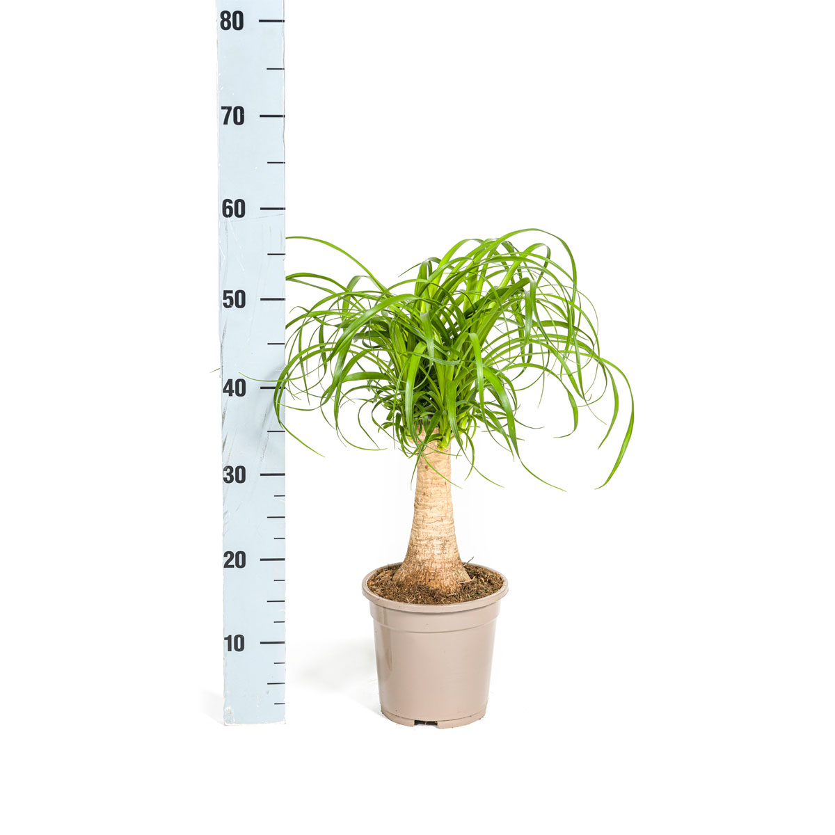 Elefantenfuß Stamm, Topf Ø 17 cm Bild 2