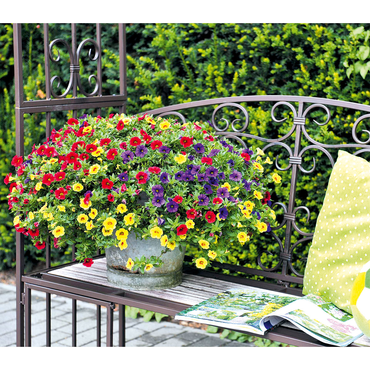 Plantiflor  Zauberglöckchen Ampel mehrfarbig Topf Durchmesser 25 cm Bild 3