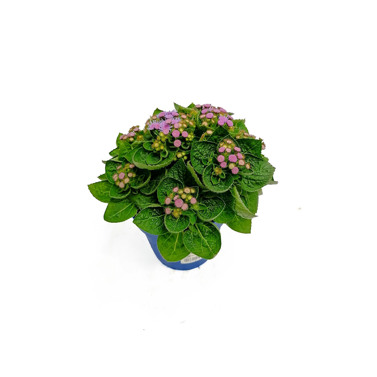 Plantiflor  Leberbalsam T13