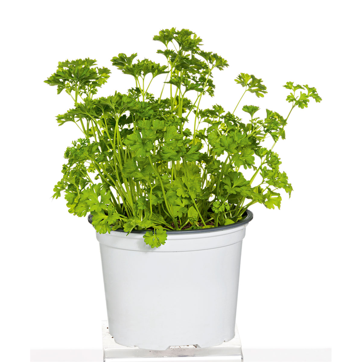 Plantiflor Gourmetkräuter Aroma-Petersilie Topf Durchmesser 12 cm