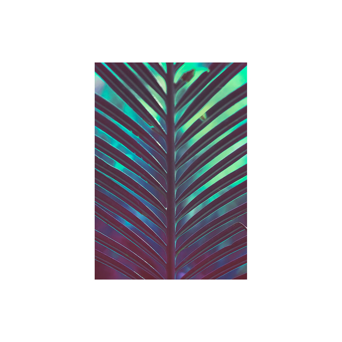 Komar  Wandbild Hide 40x50 cm Bild 2