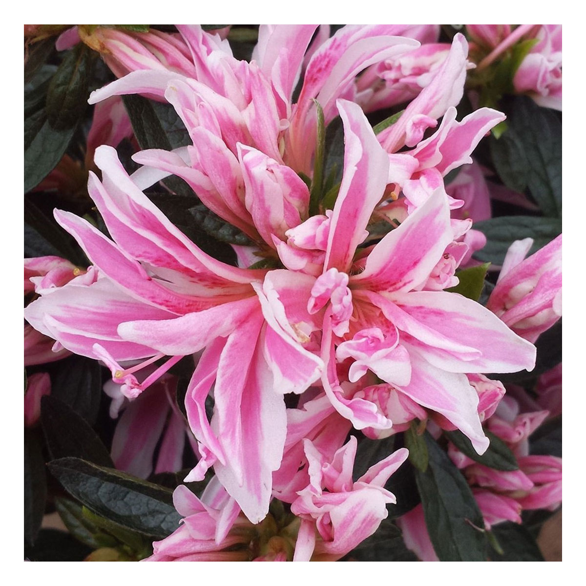 Plantiflor Zwerg-Azalee Pink Spider Topf Durchmesser 22 cm