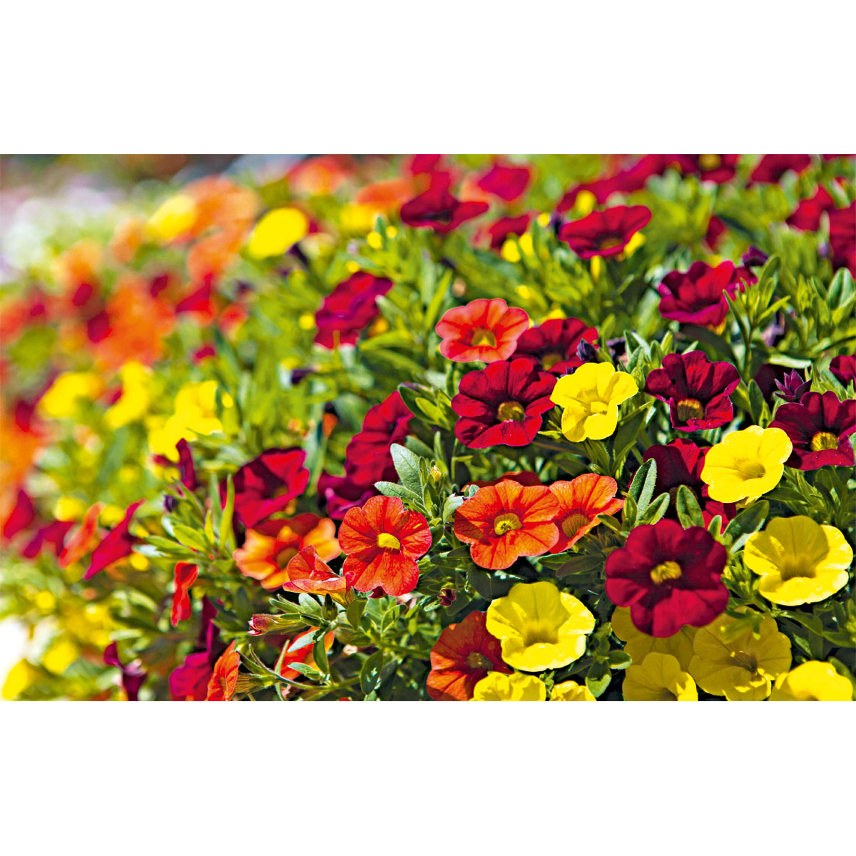 Plantiflor  Zauberglöckchen, Topf Ø 13 cm Bild 5