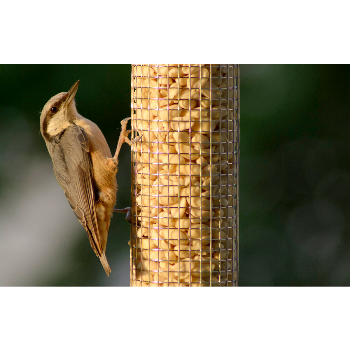 Futterspender für Nüsse und Kerne 9,5 x 9,5 x 23 cm Metall Grün Bild 4