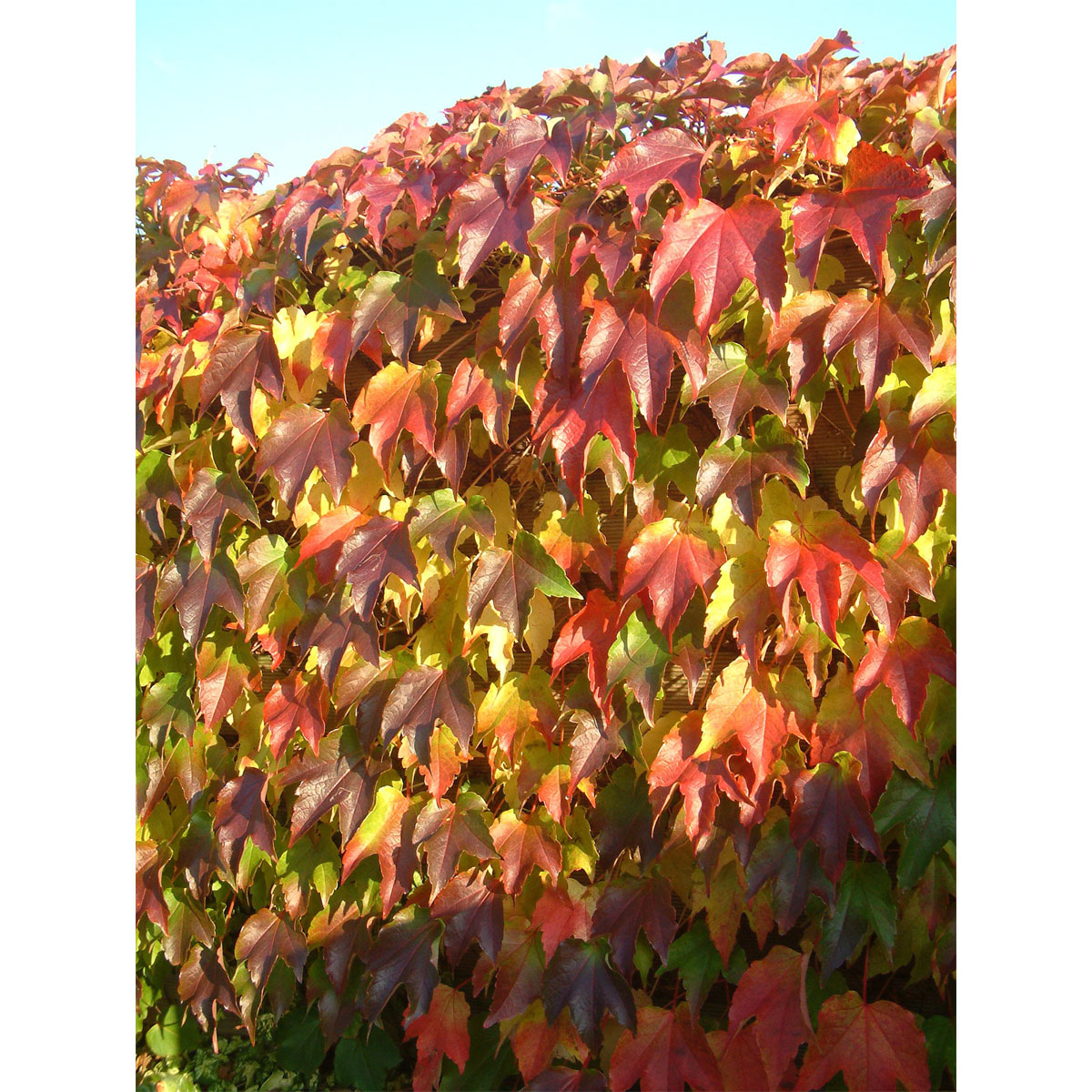 Plantiflor Selbstklimmende Jungfernrebe Veitchii Topf Durchmesser 17 cm